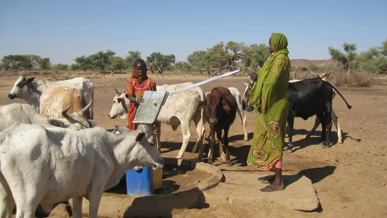 Cattle and a woman at a hand pump water point in dry country